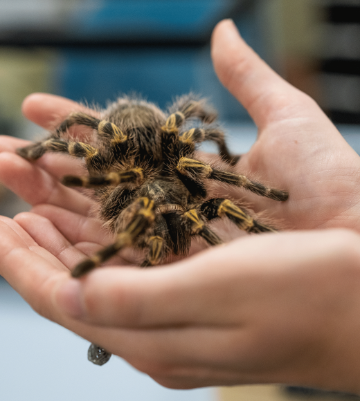 Student holds tarantula at the Bohart Museum of Entomology, photo by: Jael Mackendorf, UC Davis