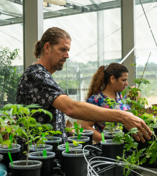 Two researchers work in a greenhouse.