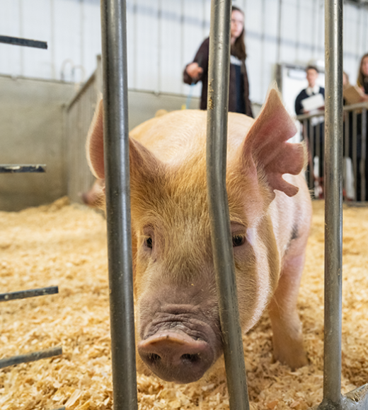 A pig inside a corral.