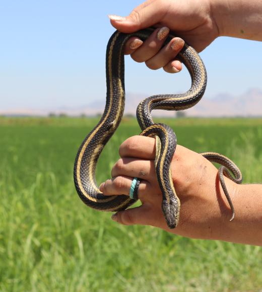 Hands hold up a garter snake outside a rice field.