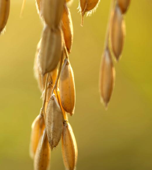 Close-up of rice hanging against a softly blurred background.