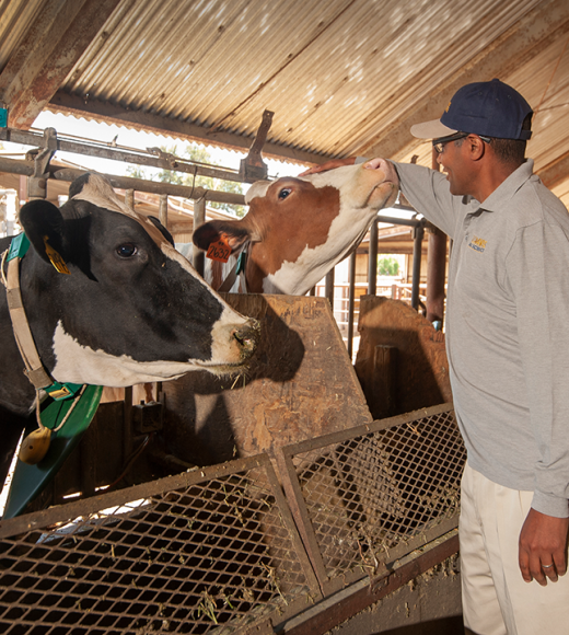 Professor Ermias Kebreab is conducting research to find out if seaweed will reduce methane emissions from cows.