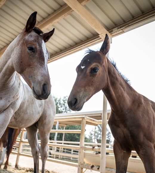 Young horses in their spaces at the UC Davis Horse Barn.