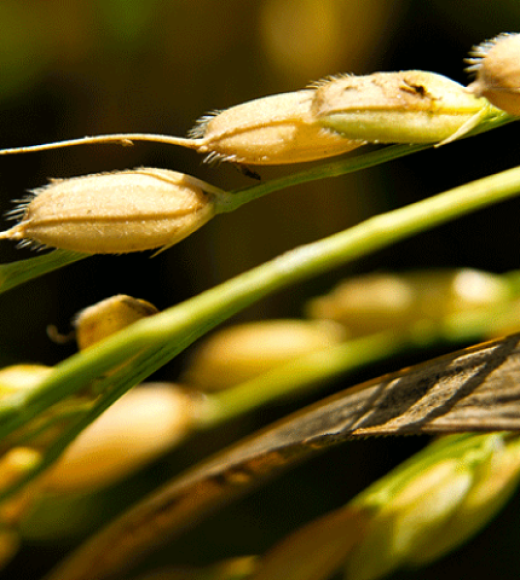 A rice plant