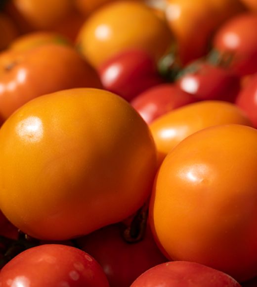 Tomatoes in the sun.