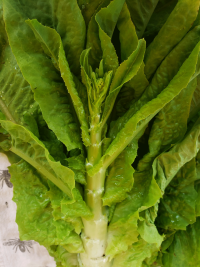 Celtuce plant grown at the Ecological Garden. Photo by: Kaylie Grundmeyer