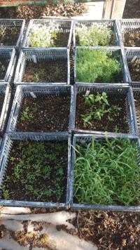 Waste wool experiment: trays on the right contain waste wool to help bind the roots. Photo credit: Miridae Living Labs