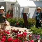 people walking through rose garden