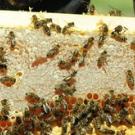 honeycomb