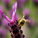 bee on flower