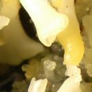plant under scope
