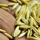 seeds