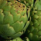 Artichokes
