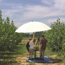 Measuring leaf size as an indicator of crop vigor and drought tolerance in a bioenergy poplar plantation. (photo Gail Taylor lab)