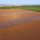 The test orchard on a commercial farm in Chico. 