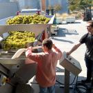 Genes may explain the difference in taste and color of grapes, like these being processed during a recent crush at the UC Davis Robert Mondavi Institute for Wine and Food Science teaching facility.