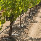 Optimizing use of rainwater stored in soil for five perennial crops, including grapes, could help meet demand. (UC Davis)