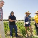 Professor Charlie Brummer, director of the UC Davis Plant Breeding Center, and students Randi Jimenez, Saarah Kuzay, and Mengyuan Xiao, study a new breed of pepper growing in the UC Davis Student Farm.