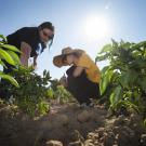 A group of UC Davis students is breeding a “jalapeño popper,” a cross between a bell pepper and a jalapeño pepper. Two members of the team, Randi Jimenez and Wengyuan Xiao, examine their crop at the Student Farm.