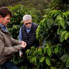 Farmer Jay Ruskey, left, worked with UC Davis geneticist Juan Medrano to collect genetic material from coffee trees on his land in north of Santa Barbara.