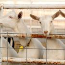Are animals at UC Davis talking about the latest rankings? These goats are near the Department of Animal Science Horse Barn. (UC Davis)