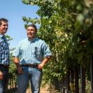 In collaboration with UC Davis Cooperative Extension viticulture specialist Kaan Kurtural (right), Miguel Guerrero (left) of The Wine Group is experimenting with Cabernet Sauvignon vines and other varieties elevated by a single wire at 66 inches.