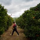Workers rush to harvest oranges after a light rain in Exeter, California, just west of the Sierra Nevada mountains in California’s Central Valley. (Joe Proudman/UC Davis)