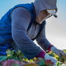 An agricultural worker with a mask on in the field.