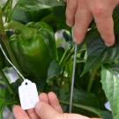 Allen Van Deynze, director of research at the Seed Biotechnology Center and associate director of the Plant Breeding Center, UC Davis Department of Plant Sciences, has received a STAIR™ Grant to create mechanically harvestable peppers.