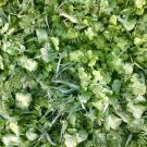 Cover crops can help the soil and the atmosphere. (Alyssa DeVincentis/UC Davis)