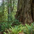 Del Norte County's Grove of Titans features some of California's biggest coast redwood trees. (Max Forster/Save the Redwoods League)