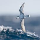 Some species of seabirds, including blue petrels, are particularly vulnerable to eating plastic debris at sea. Credit: J.J. Harrison/ UC Davis