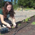 UC Davis student Elise Brockett plants vegetable seedlings at the Horticulture Innovation Lab Demonstration Center this spring. A few extra raised beds are waiting for contest winners’ bright ideas. (Brenda Dawson/UC Davis)