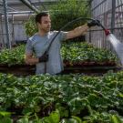 Chris Durand, CA&ES lead greenhouse manager, waters strawberry plants that will be donated after Picnic Day was cancelled due to the COVID-19 pandemic.