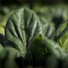 A spinach plant in the sun.