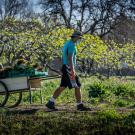 Ken Earl is one of an essential team of workers at the UC Davis Student Farm using strict safety precautions as they continue to harvest crops for the community.