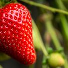 The new variety 'Moxie' is showing yield increases as much as 29 percent over previous UC varieties.  (Hector Amezcua)
