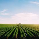 California grows more than a third of the country's vegetables and more than two-thirds of the nation's fruits and nuts. (Thomas Shedd/UC Davis)