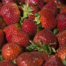 An international team of scientists has sequenced the genome of the cultivated strawberry, providing a genetic roadmap to select desired traits. (UC Davis)
