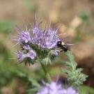 Study finds that blue orchard bee reproduction dropped nearly 60% when exposed to pesticides and when food is scarce. (Clara Stuligross/UC Davis)