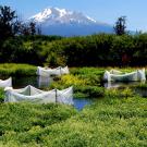 With Mount Shasta in the background, a series of enclosures contain juvenile coho salmon as part of a UC Davis experiment in the Shasta River Basin. (Rob Lusardi/UC Davis)