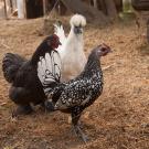 Chickens