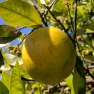 Citrus