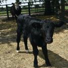Cosmo, a 110-pound bull calf was born in April of 2020 at UC Davis. Scientists successfully genome-edited him as an embryo to produce more male offspring. (Alison Van Eenennaam/UC Davis)