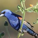 Blue grosbeaks, such as this adult male, are neotropical migrants. They winter in Central America and return each spring to nest on the lower reaches of the creek. (Andrew Engilis, Jr./ UC Davis Museum of Wildlife and Fish Biology)