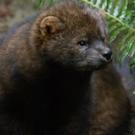 Pacific Fisher