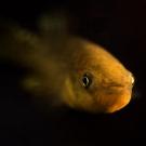 Atlantic killifish contributed key adaptive genetic variation to the Gulf killifish, which amounted to an evolutionary rescue from toxic pollutants. (Andrew Whitehead/UC Davis)