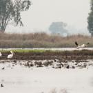 Pelicans forage at Suisun Marsh, which is part of the San Francisco Estuary. (Florence Low/California Department of Water Resources)