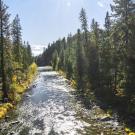 Douglas fir and mixed conifer line the Trinity River. Such forest types are expected to persist under future climate conditions in Northern California. (Getty)