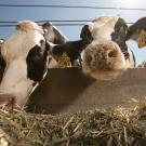 Holstein cows eat lunch at the Dairy Cattle Facility at UC Davis. Credit: Gregory Urquiaga, UC Davis